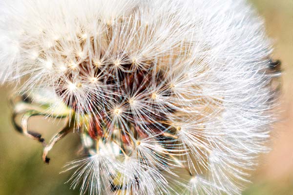 Dandilion Photo